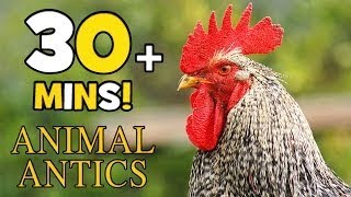 Animal Antics Chicks Ready to Hatch | Animals for Kids | 30+ mins on the Animal Farm