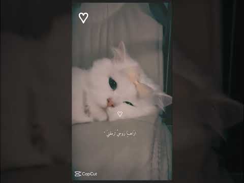 وخيار روحي صار انت