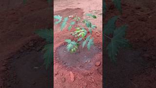 How To Plant & Make Neem Tree Grow Faster