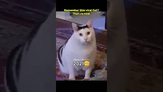 Then 💝 vs now 😞 Legendary memes #nostalgia #cat #legendarymemes