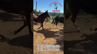 Tropa de cabeceira disponível, mais informações chama no WhatsApp 11972552452