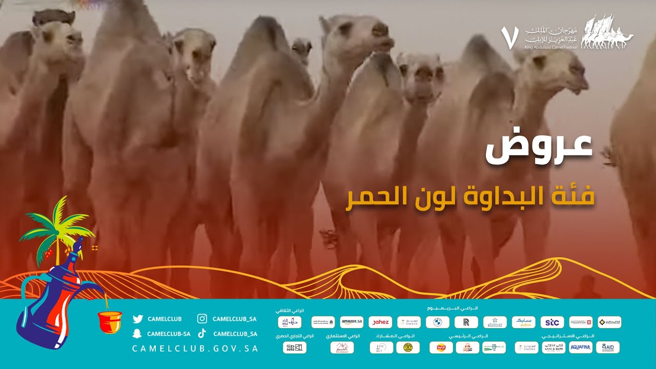 🎥 | عروض فئة البداوة لون الحمر 🐪 ضمن منافسات #مهرجان_الملك_عبدالعزيز_للإبل7  #همة_طويق