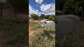 Quanto custa um bezerro desse na sua região! #gado #viral #fazenda