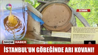 İstanbulun Göbeğinde Arı Kovanı