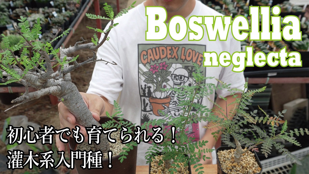 Recommended for Shrub Beginners! Introducing the Boswellia