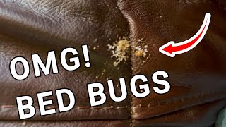 DIY Bed Bug Removal Guide  What Works and What Doesn't in 2026