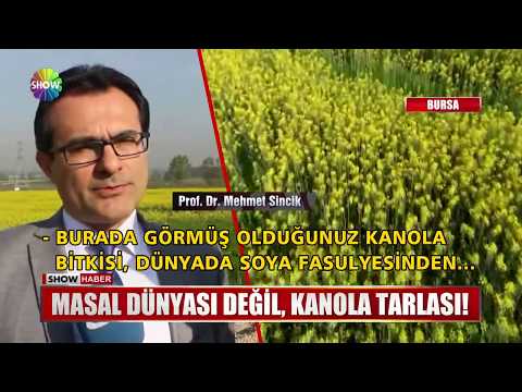 Video: Kolza Tohumu Nedir