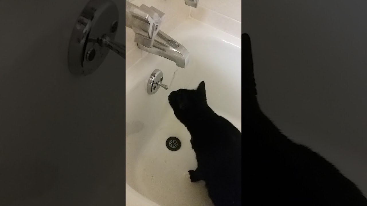 Crazy Cat In Bathtub Wants Water Turned On! YouTube