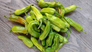 Cooking the Harvest: Pickled Shishitos