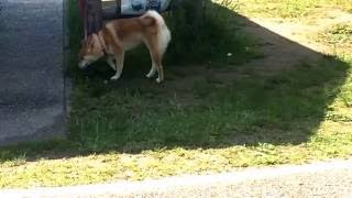 Shibaken Konatsu At Heisou Lake
