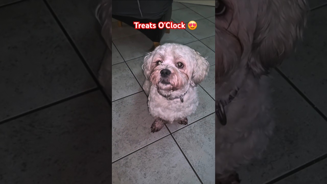 It's treat o'clock time 😍