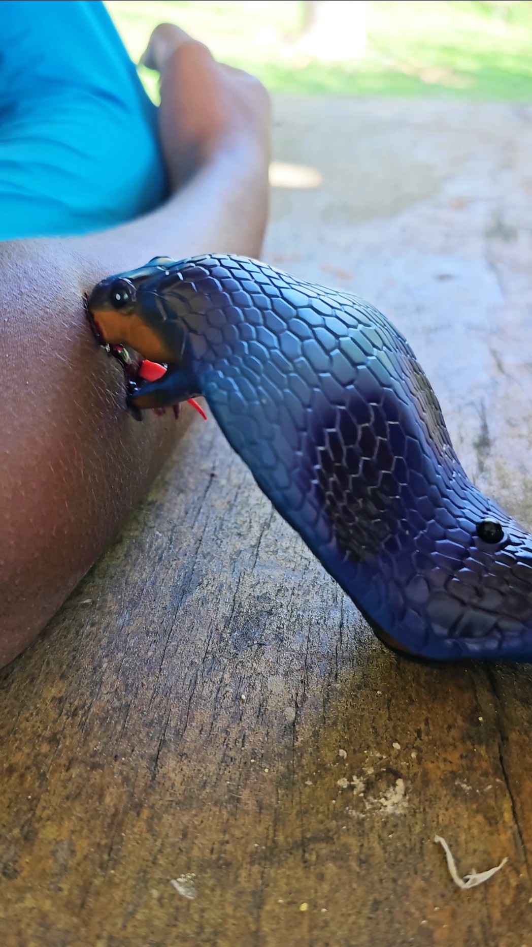 Attack da Naja azul ???☠️ #funny #viralvideo #comedy #shorts