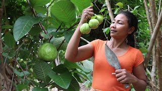 Find meet natural guava fruit in jungle for eating delicious #37