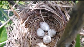 Download Lagu Woww!  nemu sarang burung cendet di pohon jeruk rendah banget 👍 MP3