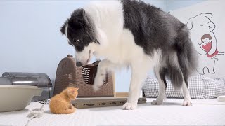 How the Rescued 1-pound Kitten and My Dog Became Best Friends