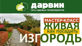 Живая изгородь из кустарника: что именно и как посадить, чтобы росло красиво и без хлопот