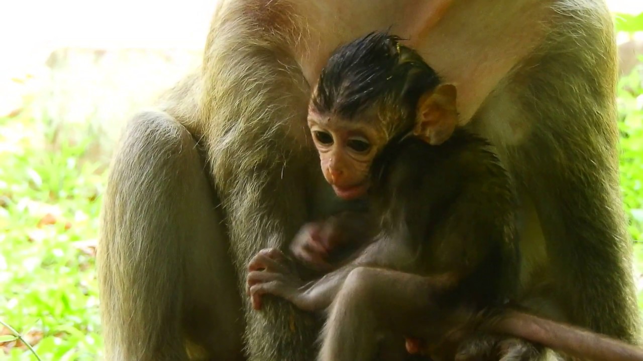 sheraton buenos aires Lovely baby monkey Daniela