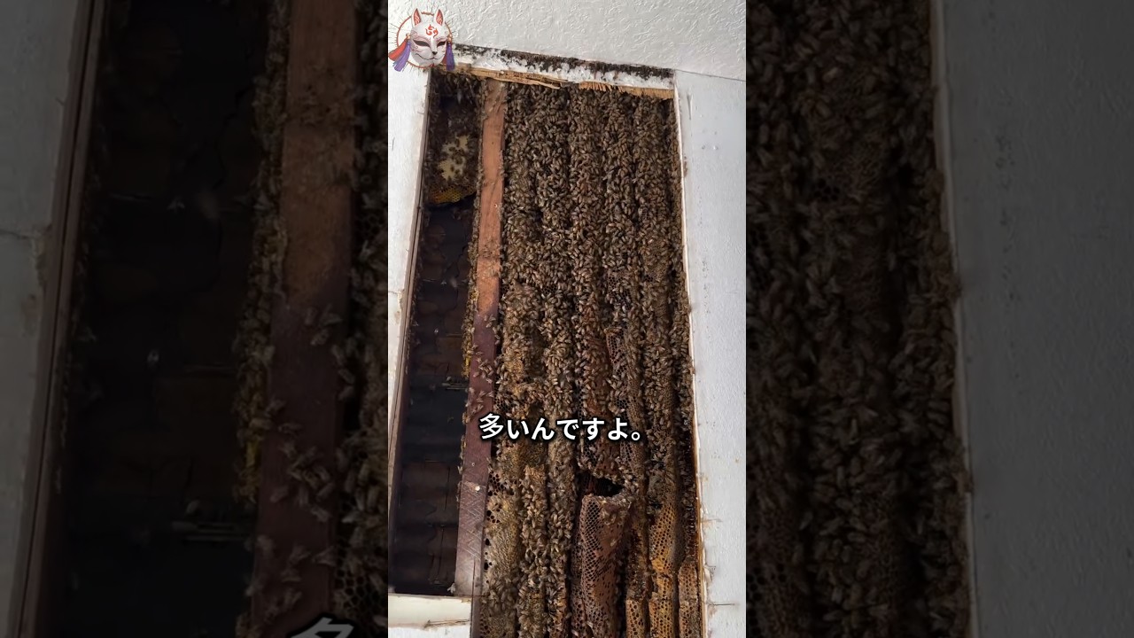 家を占領したミツバチの群れ