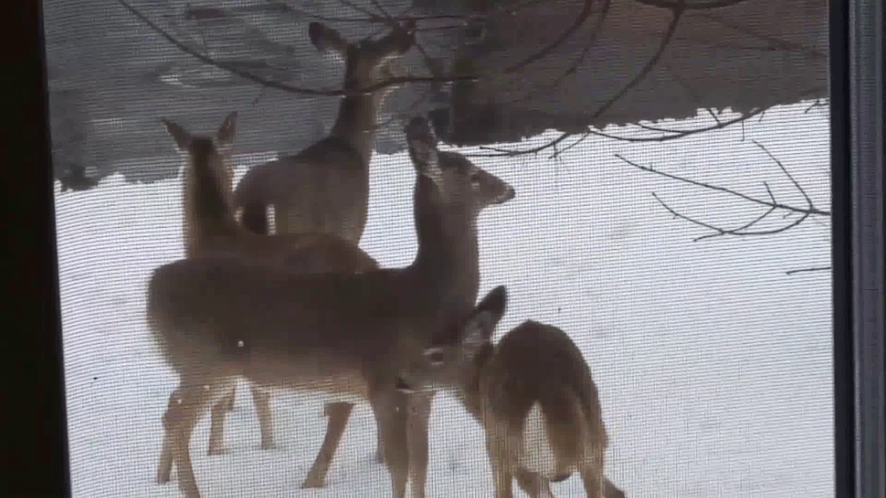 american gardner gun Surprise Visitors at the Bird Feeders