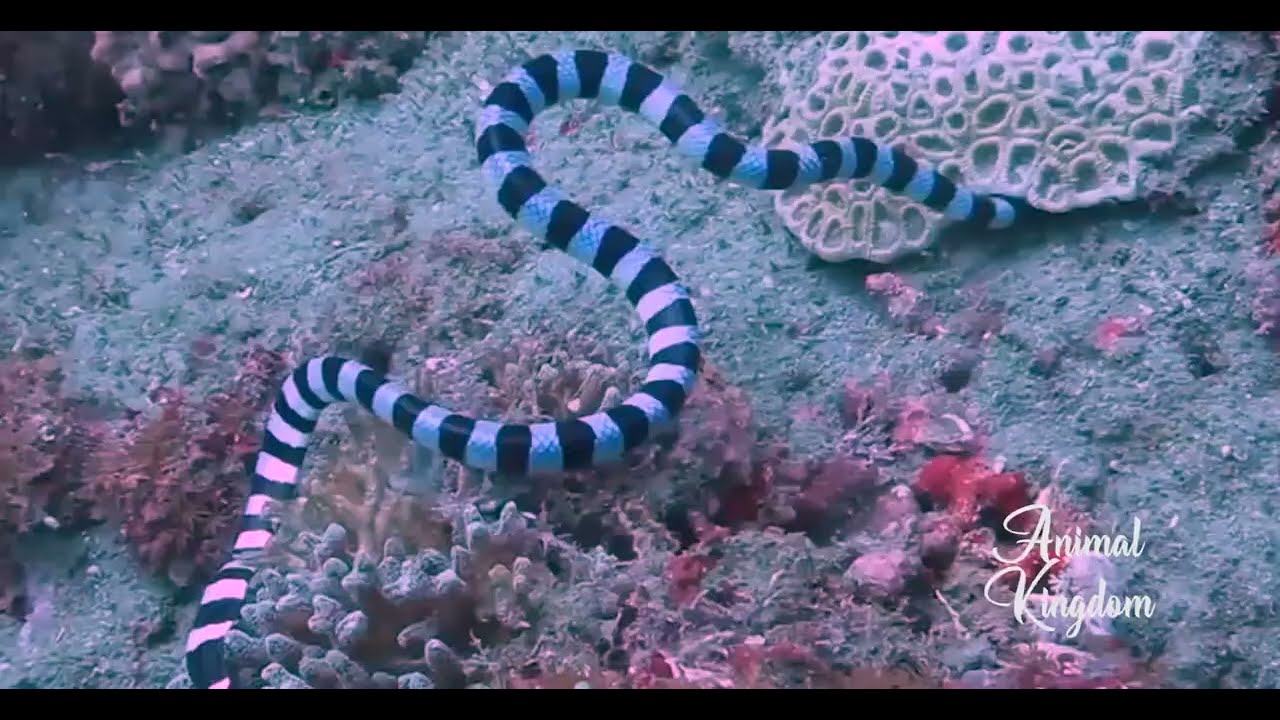 Sea Snake Fight With Moray EEL Snake VS EEL Sea Snake Moray EEL