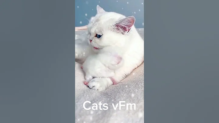 Video 11107281: kitten feline, cat collection, cat white baby, enjoy collection, playful feline