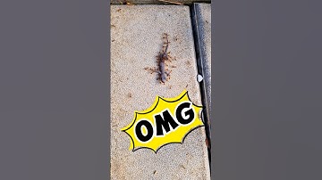 ഇതെന്തൊരു ഒരുമ #ants #insects #nature #unity #entertainment