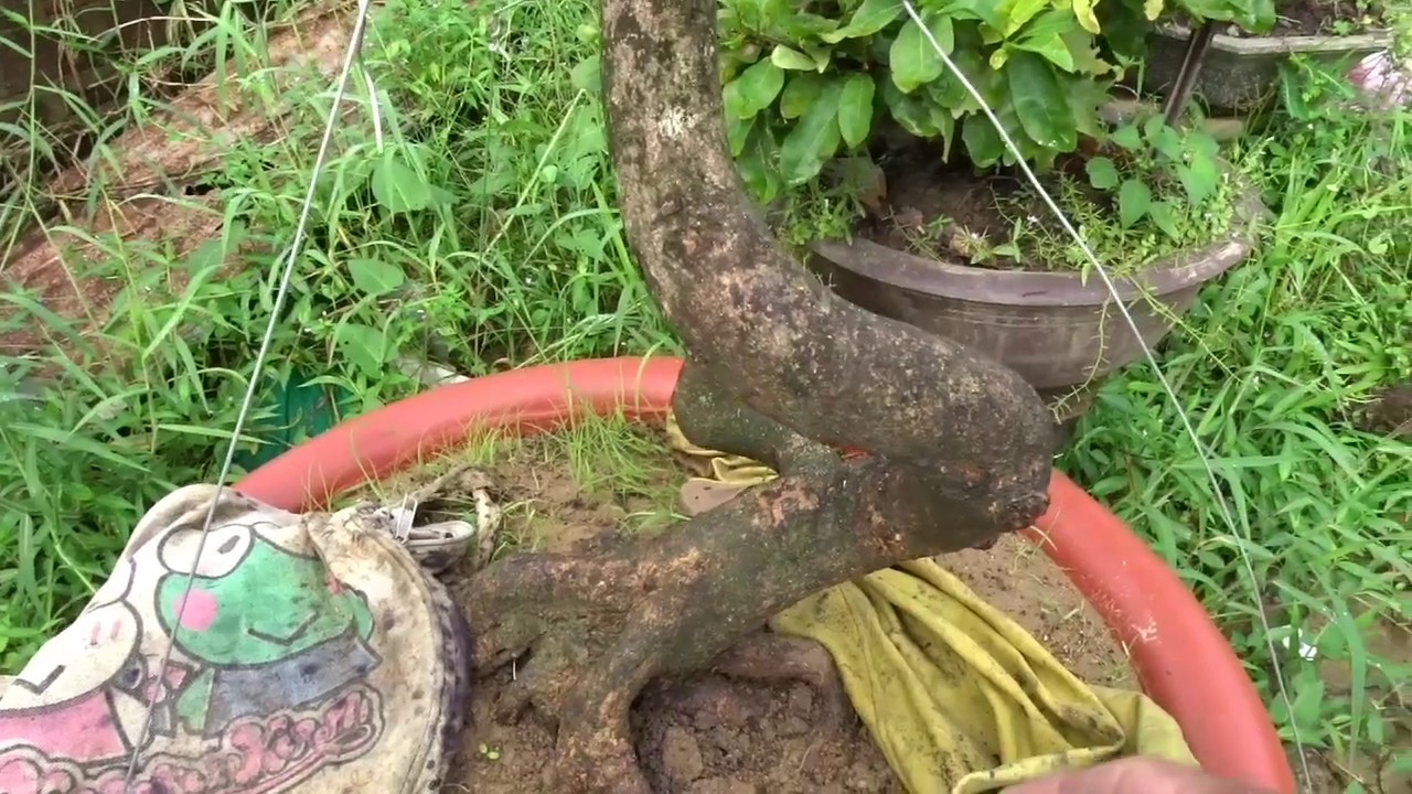 Thời điểm bứng cây mai trồng dưới đất vào chậu Thời điểm bứng cây mai trồng dưới đất vào chậu #1