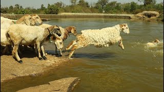 Sheeps swimming, Lake crossing, Sheeps jumping into the river