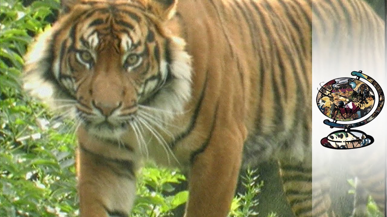 Documentary backdrop image for Does Global Conservation Listen To Local Communities? (2018)