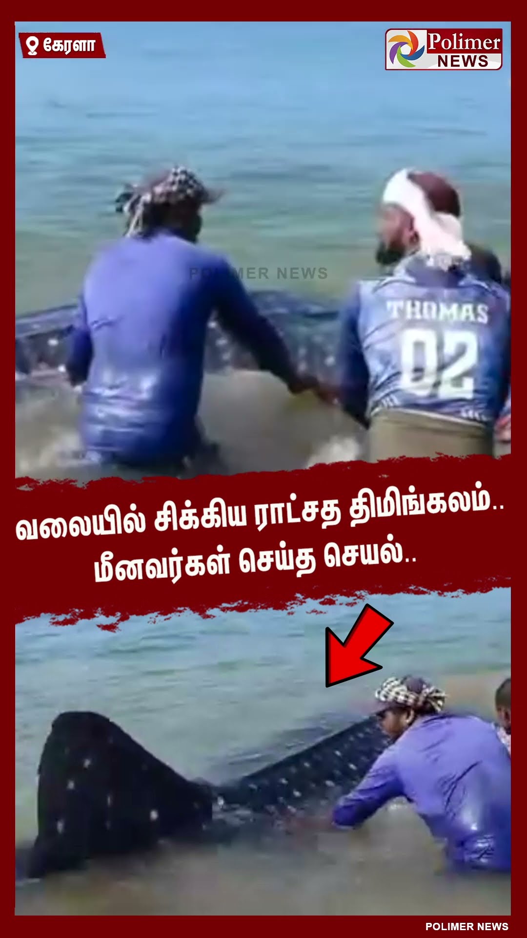 வலையில் சிக்கிய ராட்சத திமிங்கலம்..!! மீனவர்கள் செய்த செயல்.. #shorts