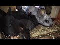 Годівля кролів.Чим годувати кроликів.Кормление кроликов.Karmienie królików.Feeding rabbits.