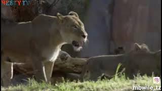 FAHAMU SIFA ZA SIMBA NA TABIA ZAKE