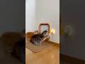 Two Kittens Tap the Sensor to Open the Door🥰🥰🥰#catsoftiktok #cute #viral #fyp #cat
