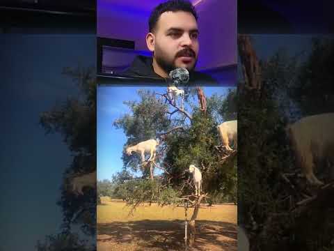 شجره بتطرح معيز ضحك ادوميكس كوميديا Funny Comedy ردة فعل 