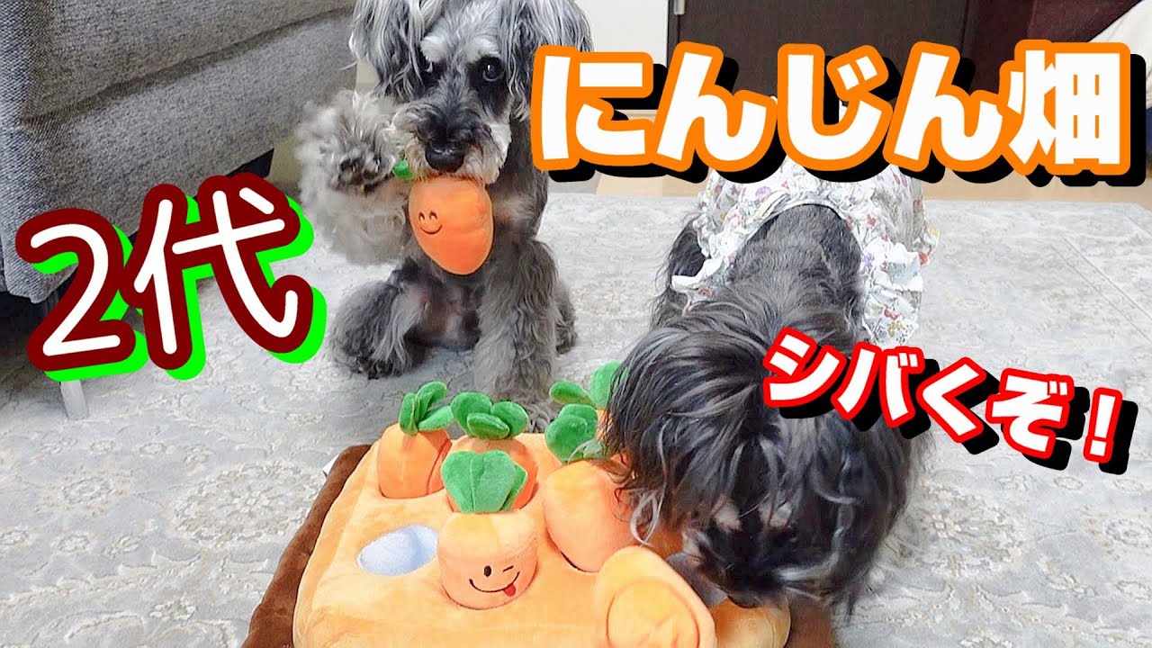 改良版 遊び方に個性が出るね 雑な犬編 ペットグッズ ノーズワーク にんじん畑２代 Schnauzer シュナウザー ペット用品 Youtube