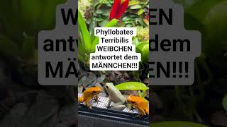 Phyllobates Terribilis WEIBCHEN "ruft" 😀.