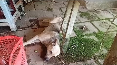 Chó móc phản chủ nhà bà bảy trước cổng