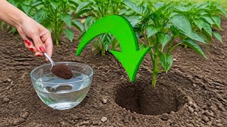 Just 1 Tablespoon Of This And The Peppers Will Grow Like Crazy