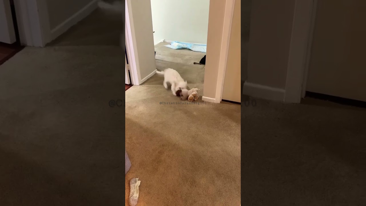 Why keeps running back n forth lol 