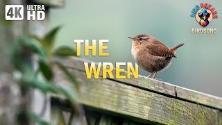 Tiny Songbirds, Big Beauty: The Wren's Calming Song (4K)