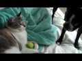Cat dares Boston Terrier to get toy back..too funny!!