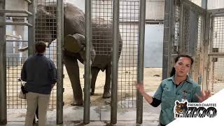 Elephant Training  Behind The Scenes