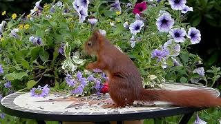 Beautiful Relaxing Music| Norwegian Nature & Violin$ Flute,/ Piano & Harp Music YR Meditation Music