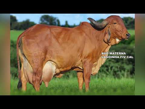 LOTE 51 1927 CU