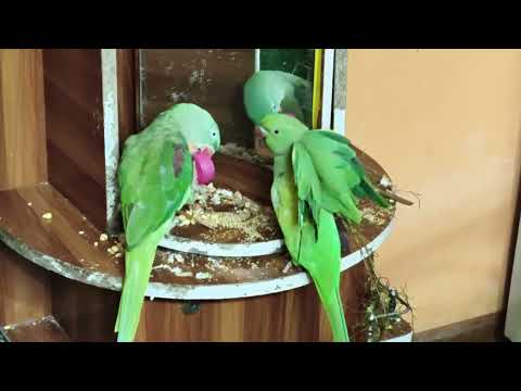 🐦❤️ मिट्ठू को देखिए कितने प्यार से खाना खा रहा है! 😍🌿
