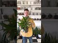 Rhapis Palm Care