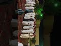 شيخ الشيوخ لحضر الشاعر مسفر عطيه شيخ الشيوخ لحضر الشاعر مسفر عطيه