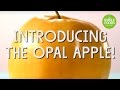 Opal Apples Sale l Whole Foods Market