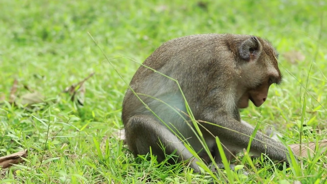 Monkey Nathan Follow David Monkey on the West Garden YouTube