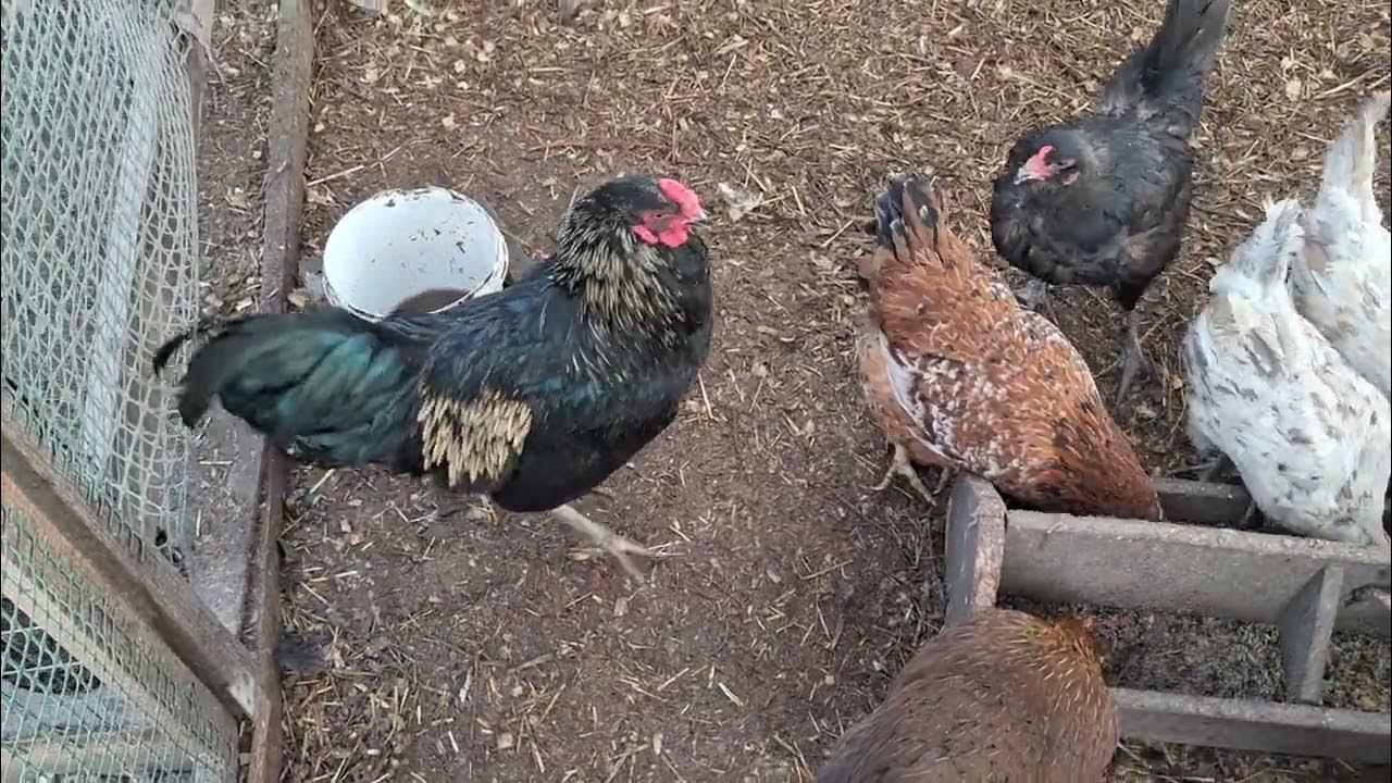 Куриный переполох в теплице. Формирую семьи для сбора инкубационого ...